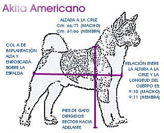 Diagrama general del akita americano