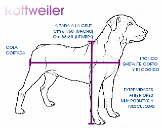 Diagrama general del rottweiler
